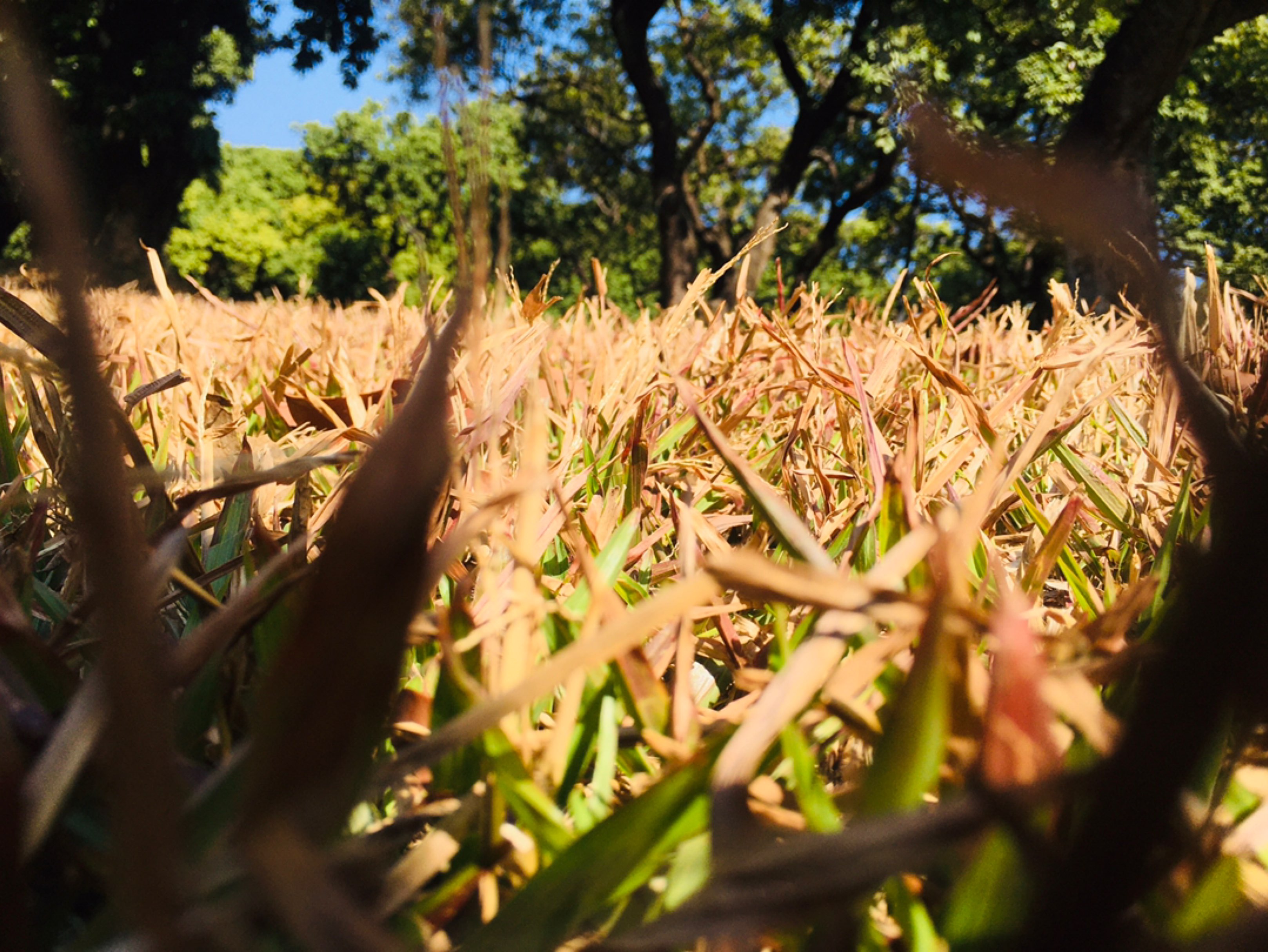 空谷幽兰四季春的动态_keep