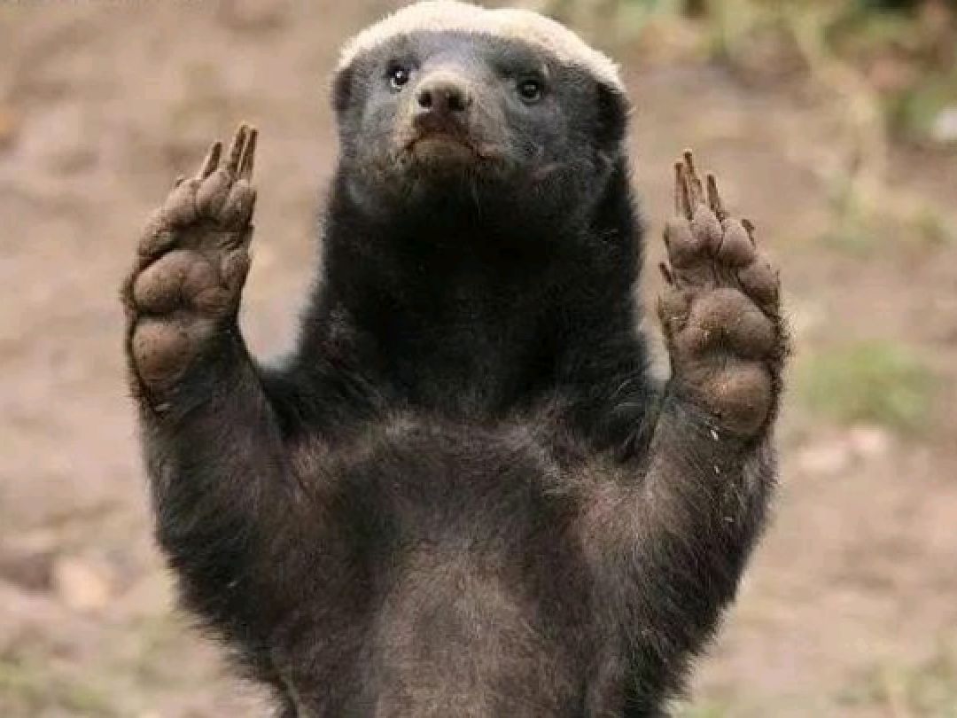 意思一下,溜了溜了贴一张平头哥———蜜獾