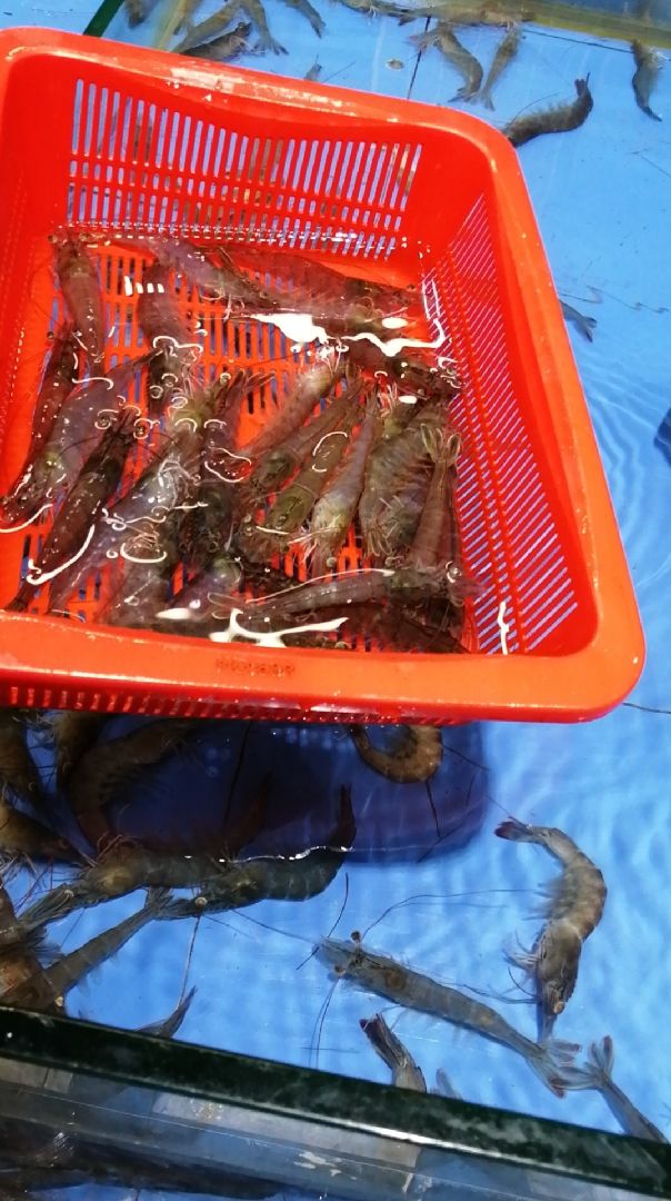 《百虾朝凤》——终于可以出师了