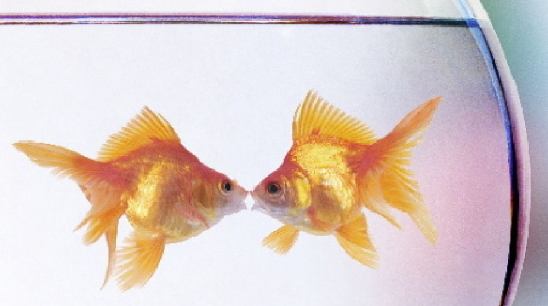 "相濡以沫,不如相忘于江湖"意思是:泉水干了,鱼吐唾沫互相润湿,何不彼