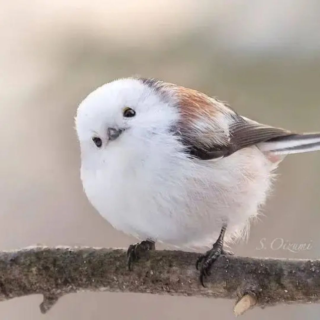 可不可爱歪头杀我们这里也有太好看了俯卧撑3