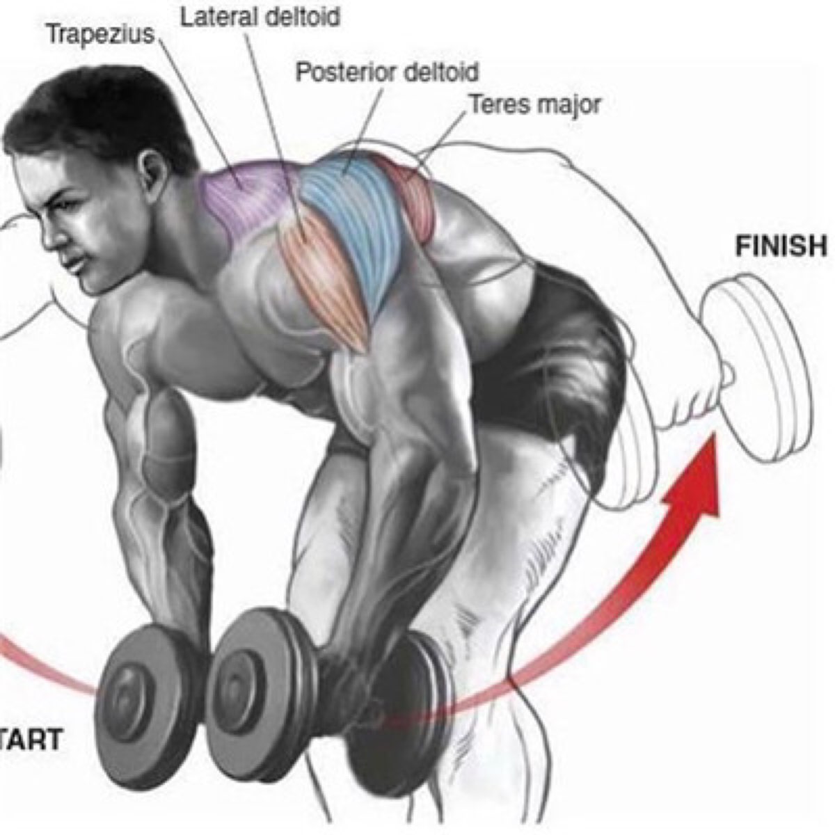 今天练肩,分享下9个经典肩部训练动作图解,图中红色箭头代表动作轨迹
