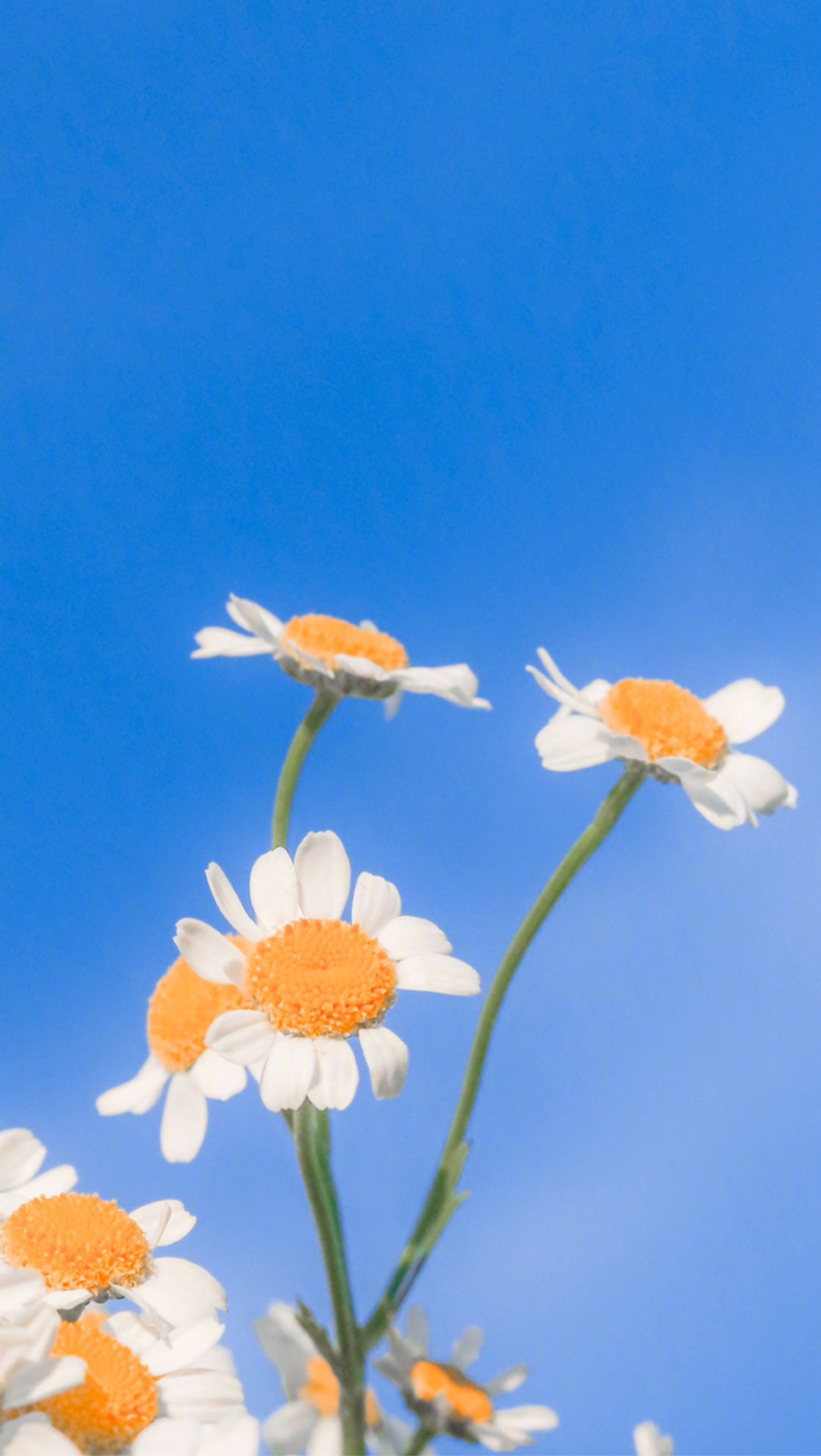 今天也是活力满满的一天鸭