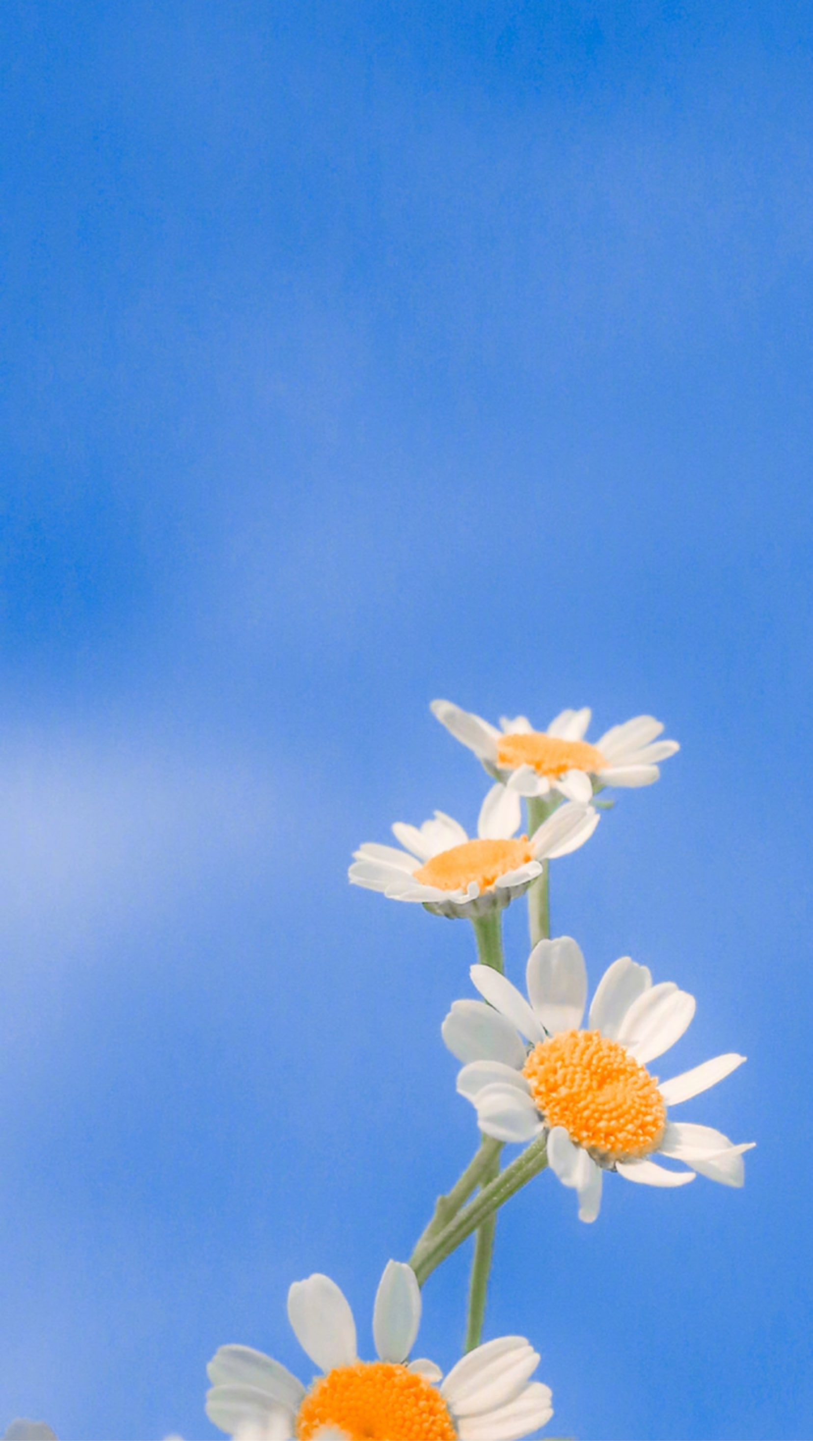 今天也是活力满满的一天鸭