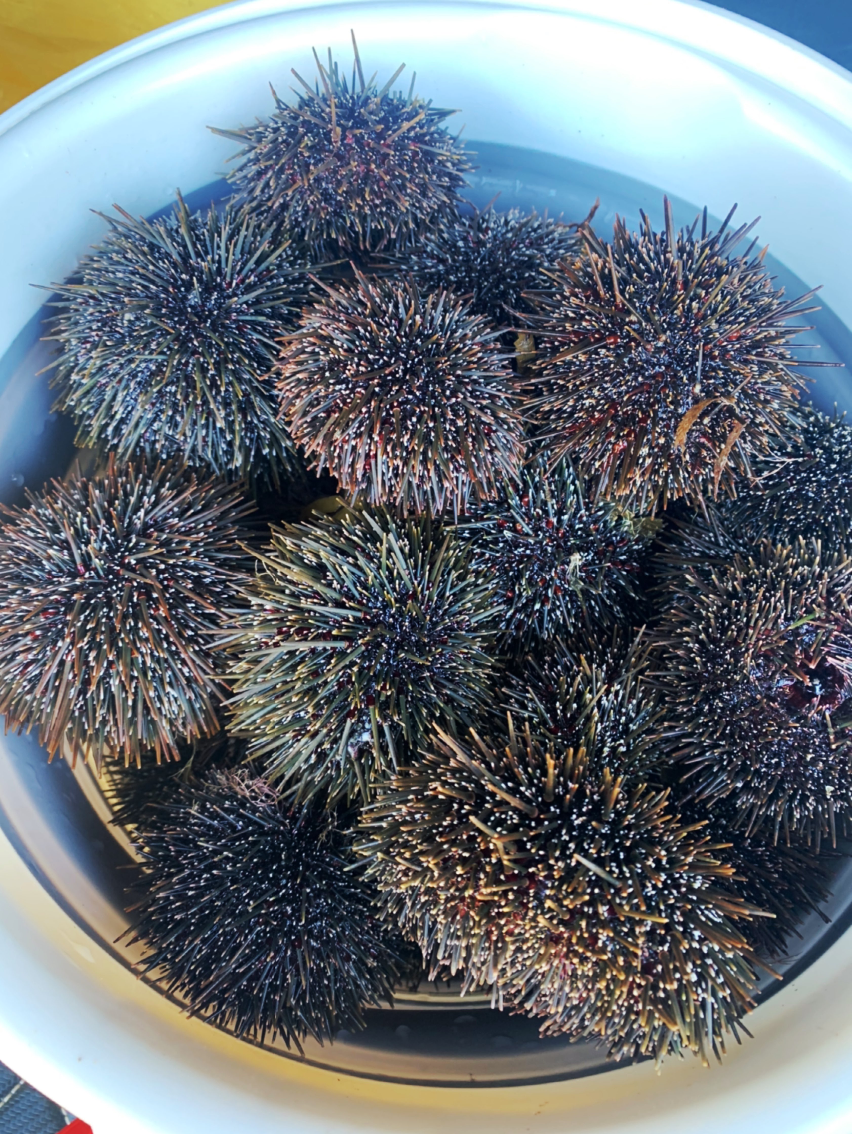 今日赶海收获海胆