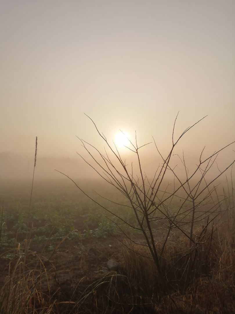 乡下的清晨,雾蒙蒙