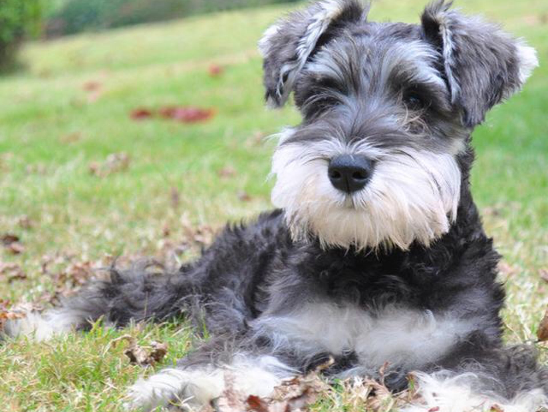 着雪纳瑞贝贝遛弯儿…粗眉毛…大胡子…披着一身烟灰色的毛茸茸的卷毛