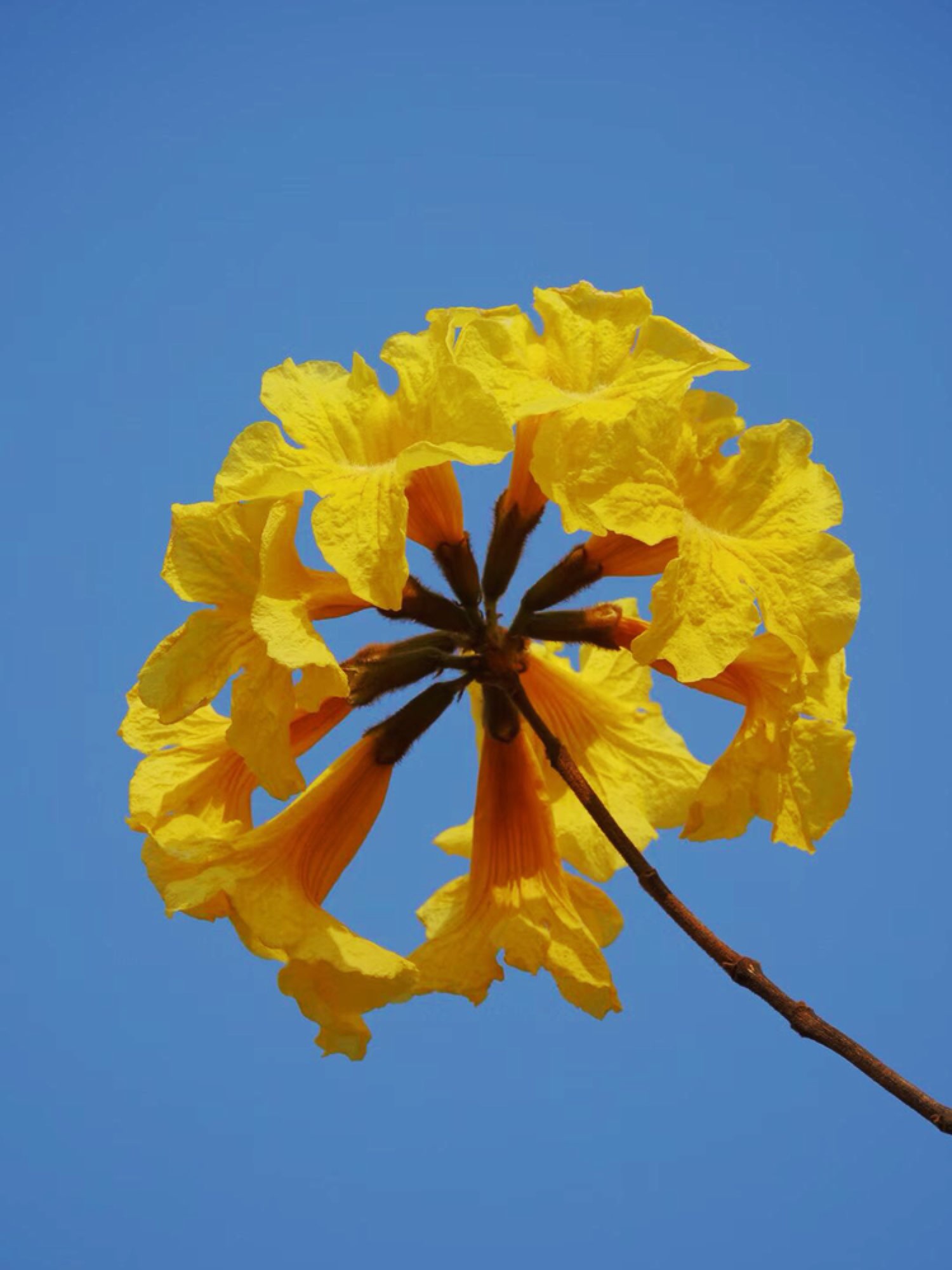 黄风铃花盛开,大美