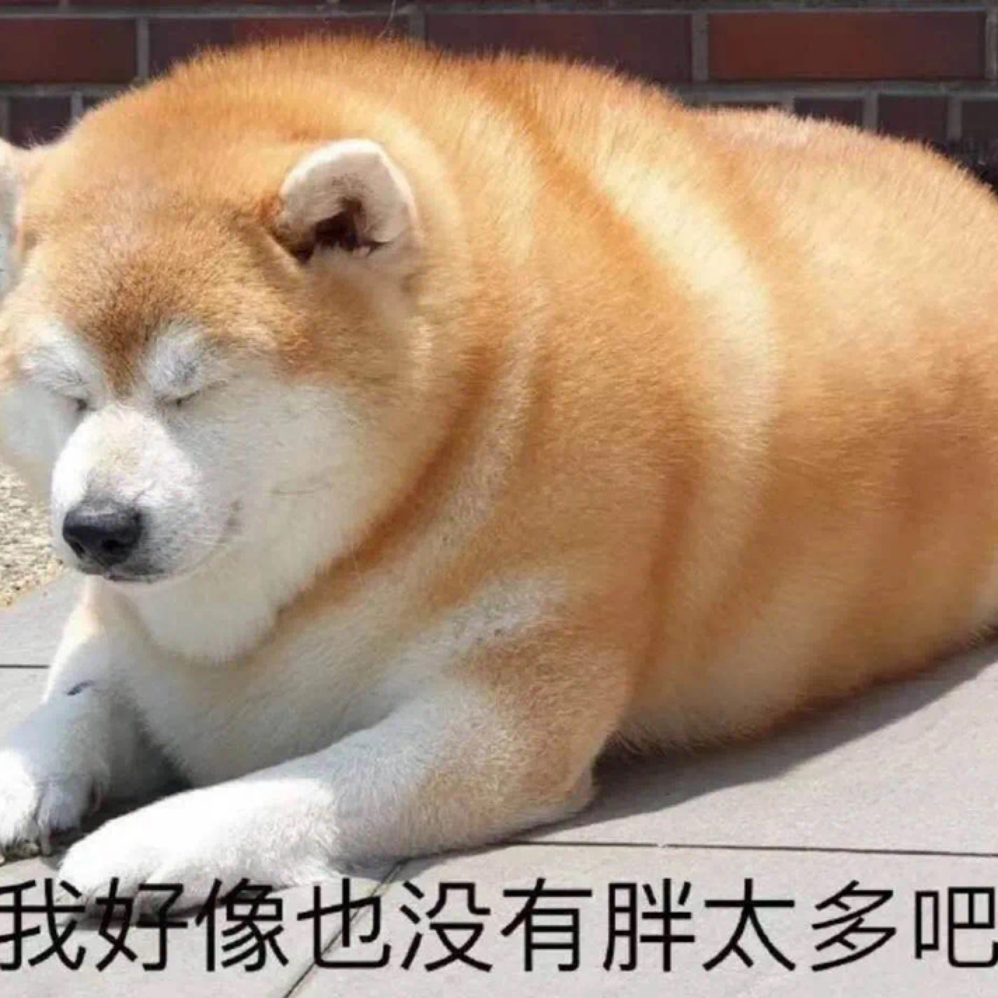 这风吹往何方你的思念 又吹向谁的身旁—《风恋歌》芝麻mochi