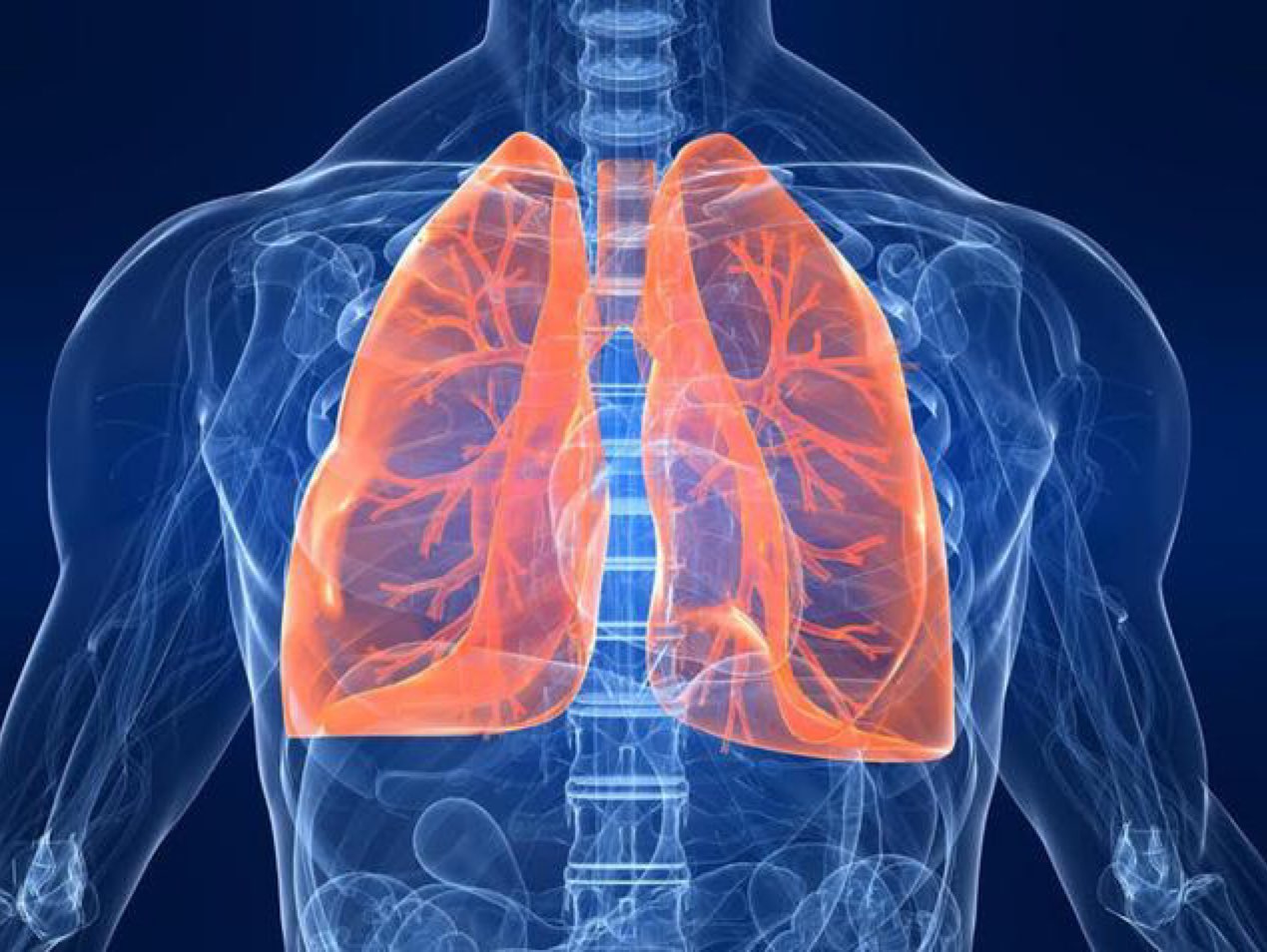 人体的肺部在哪里图片