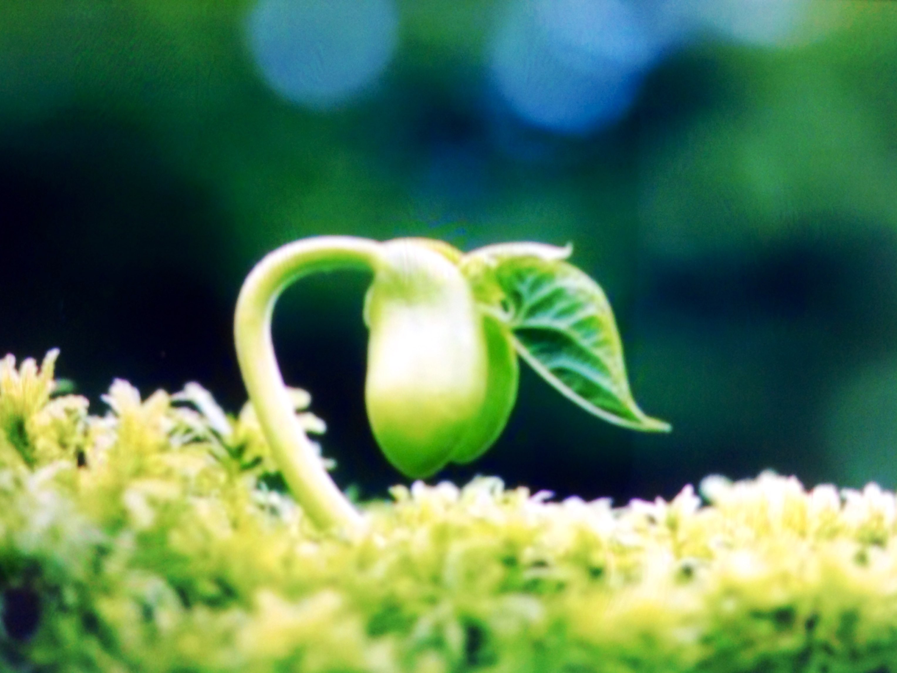 春天来了,万物都在努力获得新生,你也要加油哦!