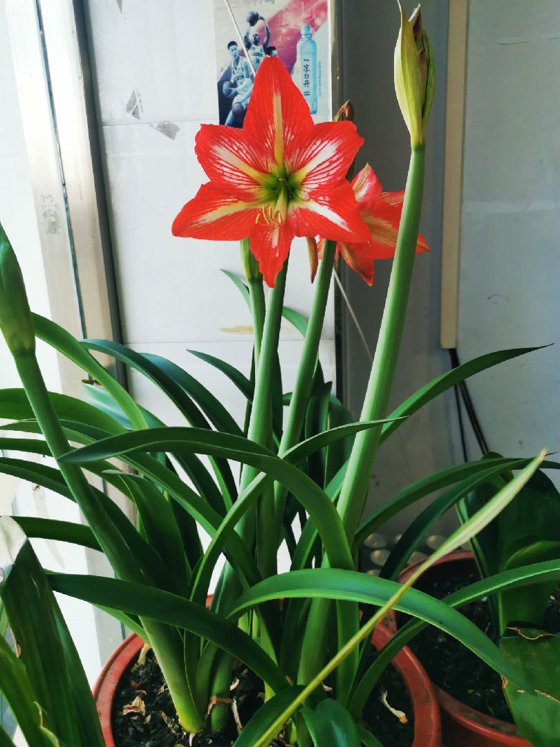 芊芊泽花