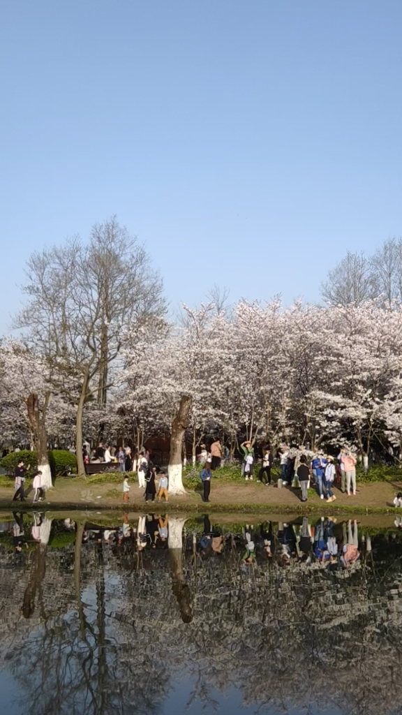 上海世纪公园里樱花岛的樱花,美美哒