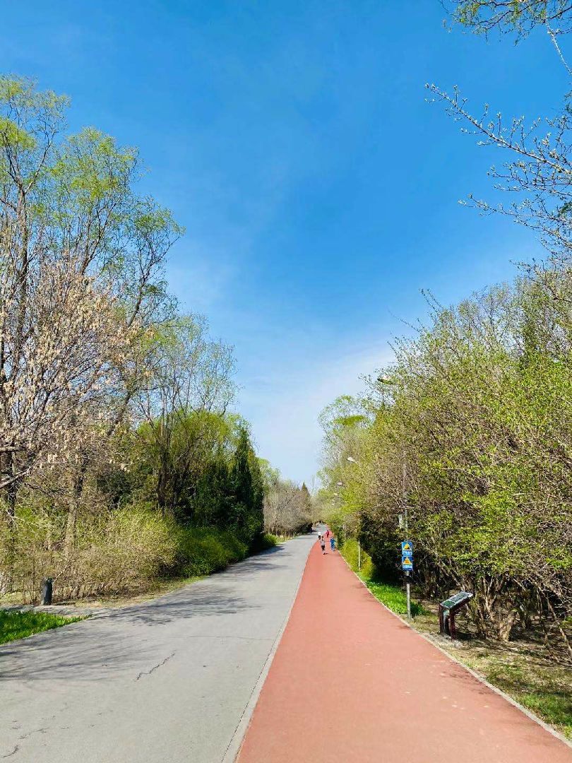 一个月没来奥森了,忽而进入了夏天,热计划的30 跑了半马就实在跑不动