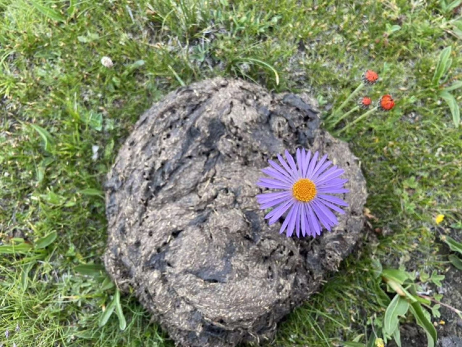 牛屎和鲜花果然是绝配!
