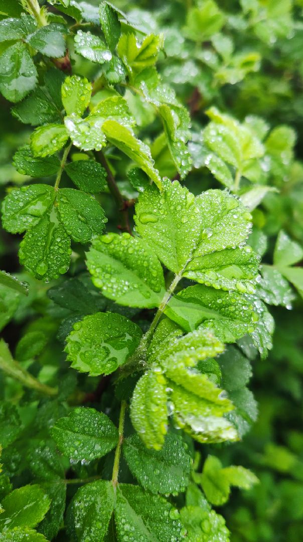 一场春雨过后,天地间顿时蒙了一层淡淡的绿意,瓦楞上的青苔,小河上的