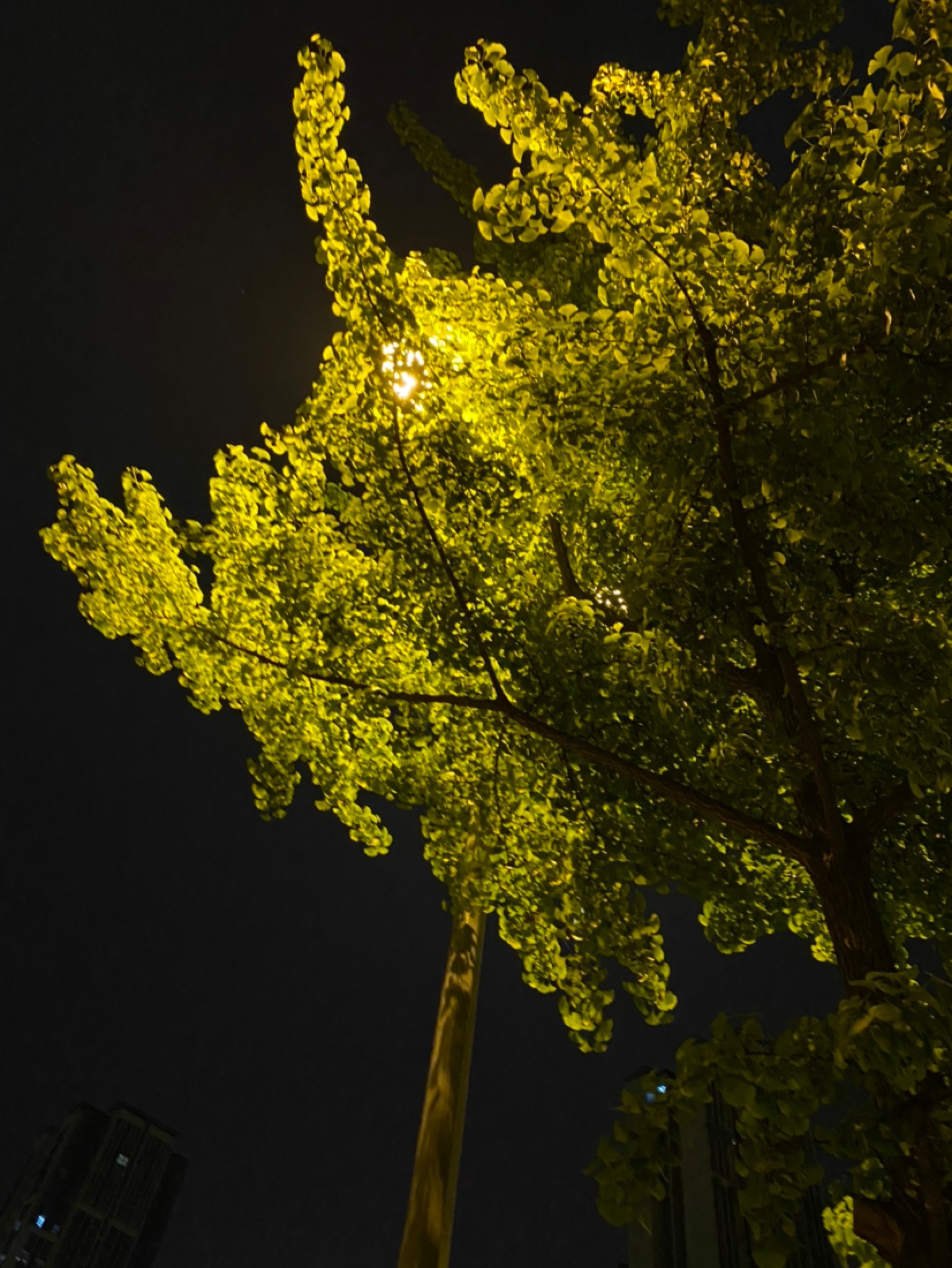 夜晚树下的路灯图片图片