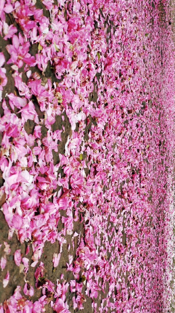 楼下凋落了一大片桃花叶,真好看