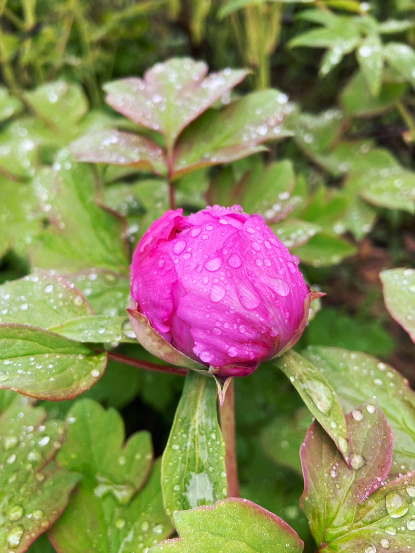 清明花思雨,春潮万物生