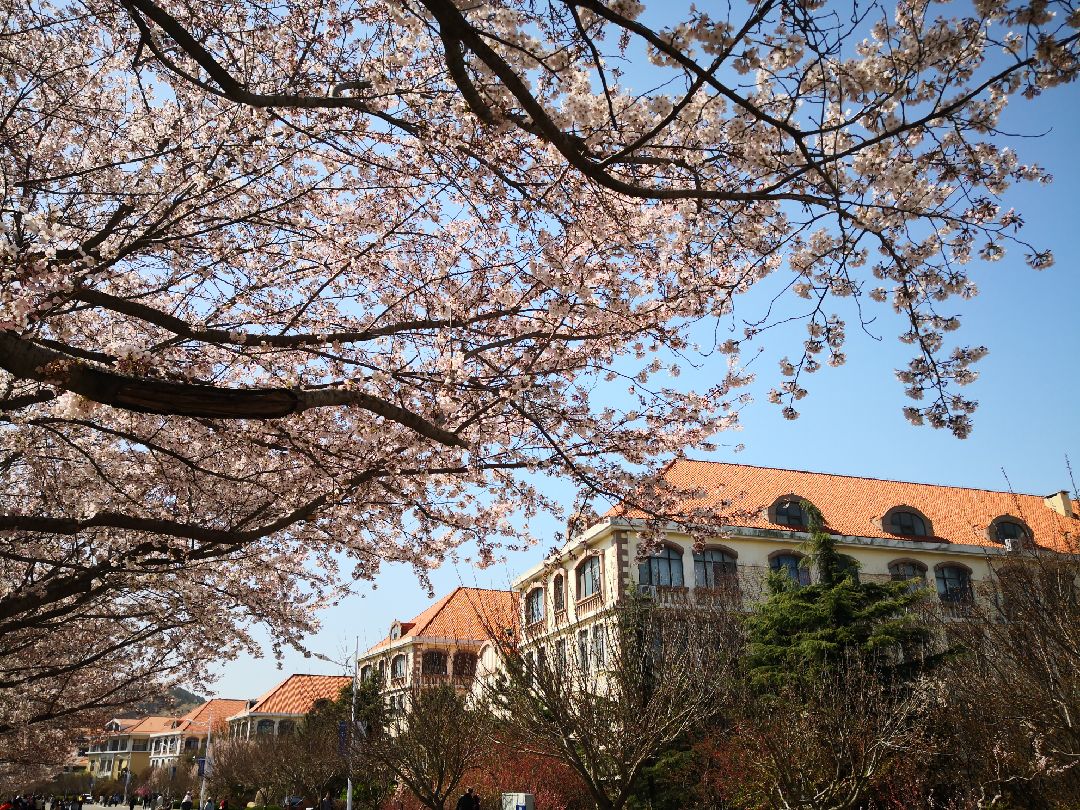 海大,打卡樱花大道