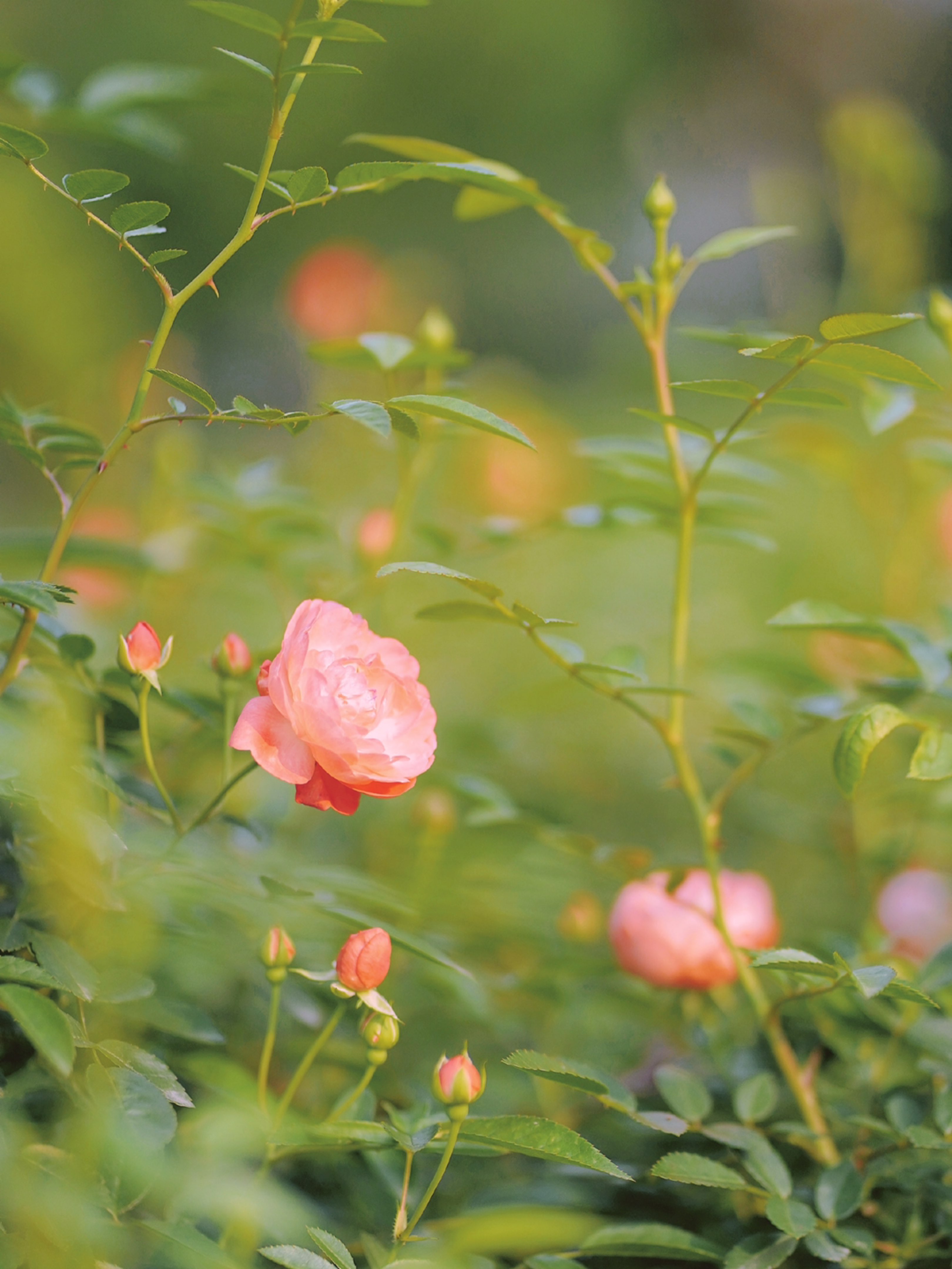 空中有飘散的青草香,它们在预售春天