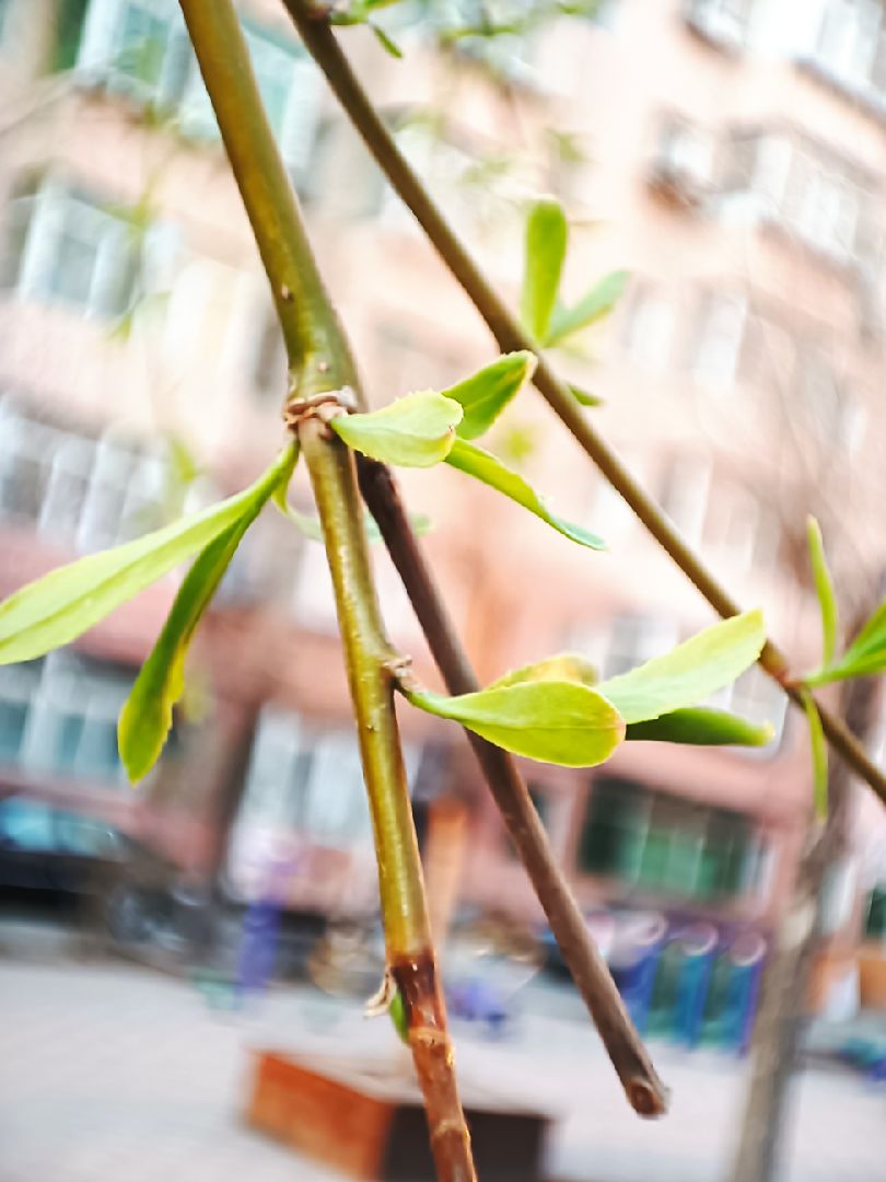 被吹的捂了嚎风快入夏了