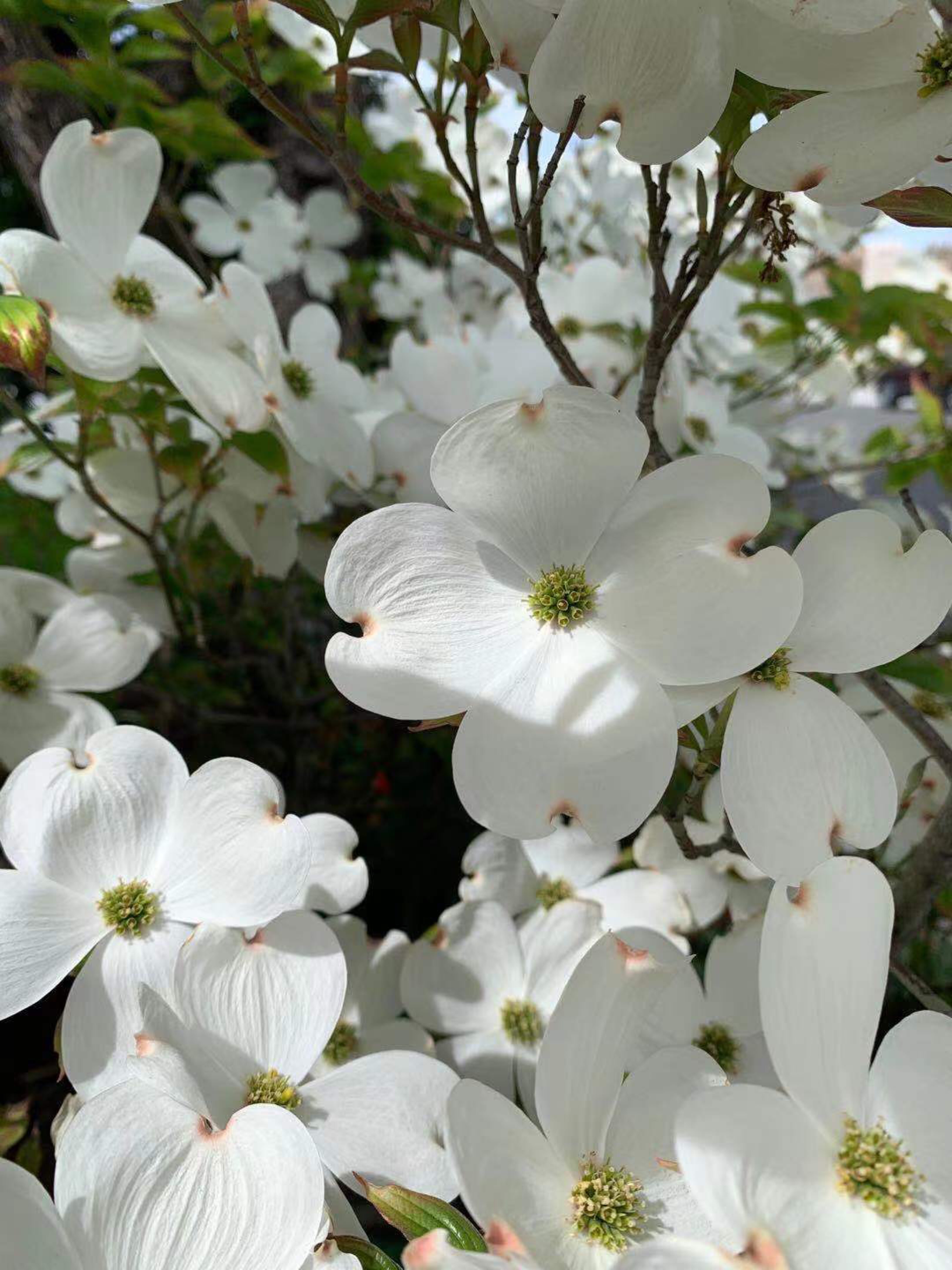 大花四照花_keep