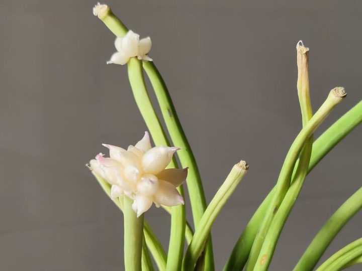 蒜薹开花