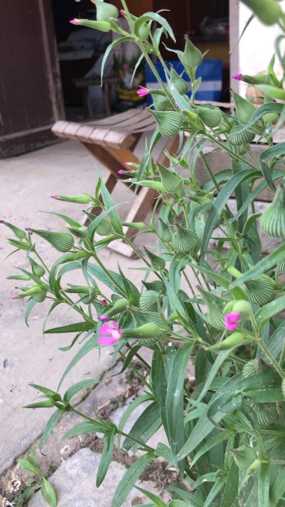 野生面条菜开花图片图片