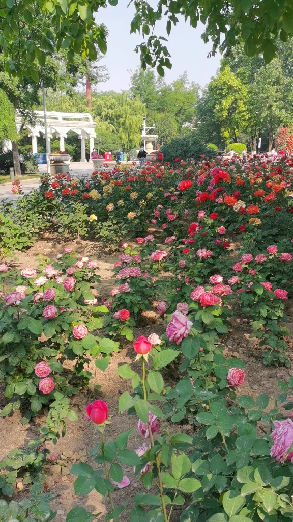 满园五颜六色的玫瑰花煞是美丽