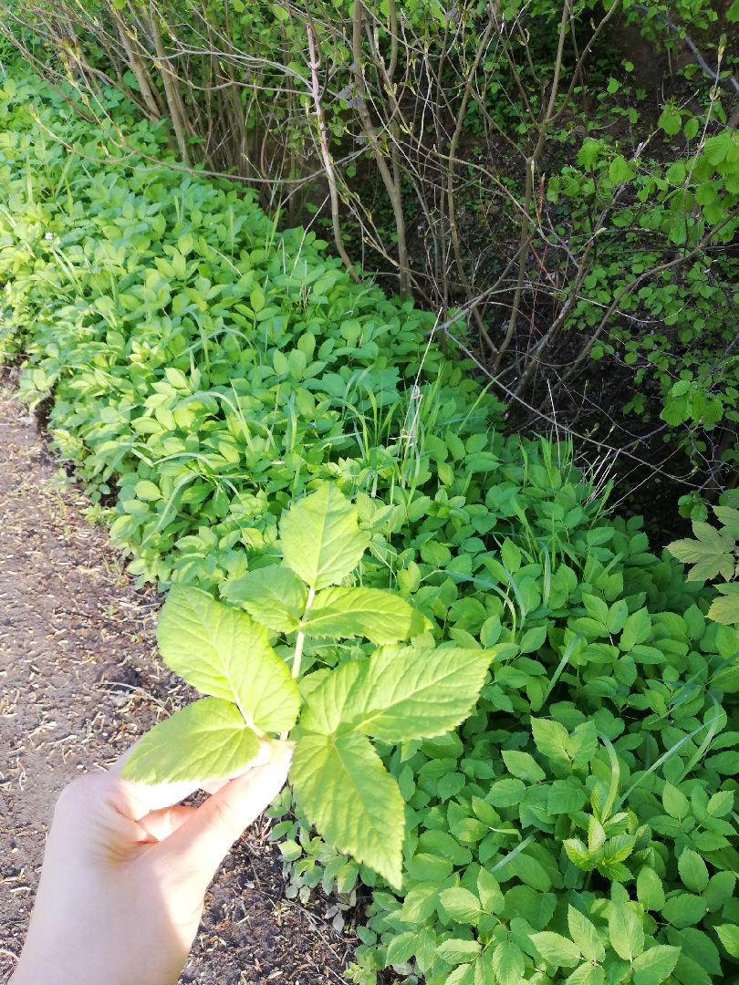 今日打卡 竟然发现一大片羊角芹 星星眼 这就是户外跑的乐趣 常常有惊喜 Keep 今日打卡 竟然发现一大片羊角芹 星星眼 这就是户外跑的乐趣 常常有惊喜 Keep