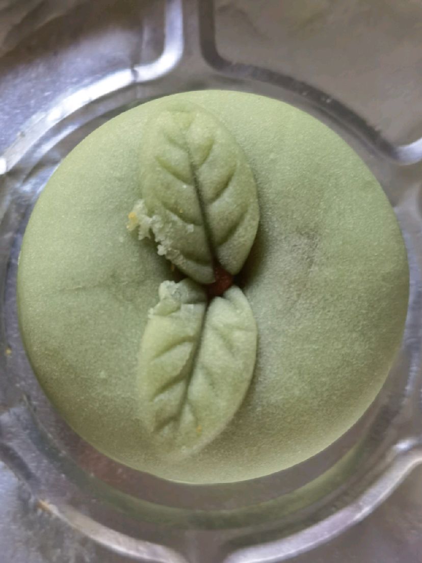 稻香村的新品苹果酥