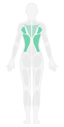 564b0b02a9f7e955480ff004_female_back?v=201710201954